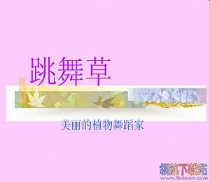 跳舞草种植技术ppt课件
