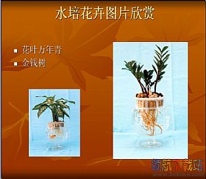 水培花卉养殖ppt课件_室内观叶植物