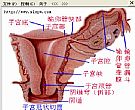 磊科NW339驱动程序官方版