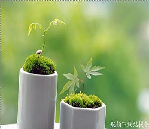 嫩绿幼芽主题屏保(象征绿色生命的屏保)