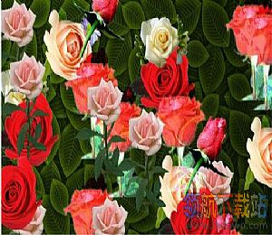情人节礼物(999朵玫瑰花)
