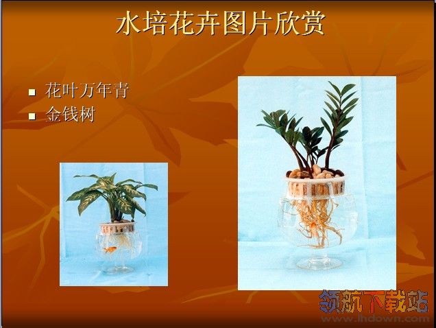 水培花卉养殖ppt课件_室内观叶植物