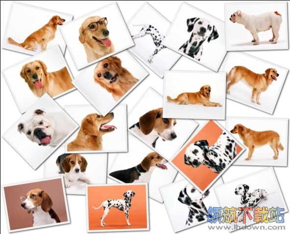 最全的狗狗写真桌面壁纸(1600x1200)二十张