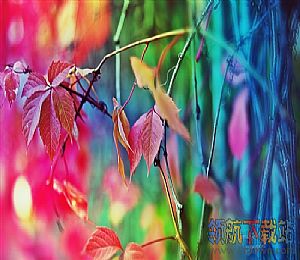 梦幻花园Win7官方主题